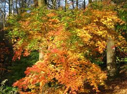 Image result for Acer palmatum `Orange Dream`