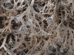 Attēlu rezultāti vaicājumam “Anaptychia ciliaris”