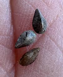 Attēlu rezultāti vaicājumam “Trichia flavicoma stalked”