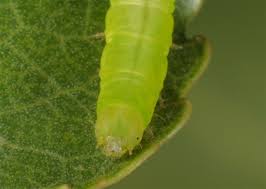 Attēlu rezultāti vaicājumam “Colobochyla salicalis”