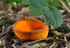 Attēlu rezultāti vaicājumam “Caloscypha fulgens”