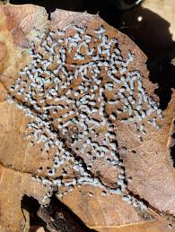 Attēlu rezultāti vaicājumam “Physarum ovisporum macro”