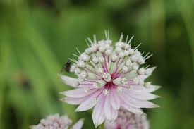 Attēlu rezultāti vaicājumam “Astrantia major”