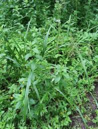 Attēlu rezultāti vaicājumam “Scirpus sylvaticus bud”