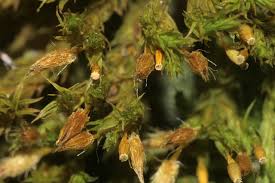 Attēlu rezultāti vaicājumam “Orthotrichum speciosum sporophyte”