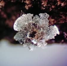 Attēlu rezultāti vaicājumam “Physarum leucophaeum stalked”