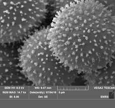 Attēlu rezultāti vaicājumam “Lamproderma ovoideum macro”