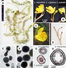 Attēlu rezultāti vaicājumam “Utricularia x neglecta flower”