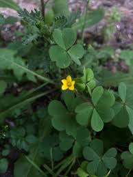 Attēlu rezultāti vaicājumam “Oxalis corniculata”
