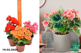 Image result for Бегония Элатиор 12х22 4601887072423