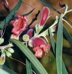 Australian <b>Myoporaceae</b>