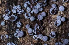 Attēlu rezultāti vaicājumam “Badhamia affinis sessile”