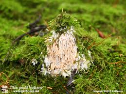 Attēlu rezultāti vaicājumam “Hydnocristella himantia”