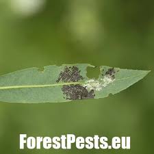 Attēlu rezultāti vaicājumam “Chrysomela vigintipunctata”