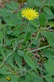 Attēlu rezultāti vaicājumam “Pilosella officinarum leaf”