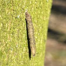 Attēlu rezultāti vaicājumam “Taleporia tubulosa”