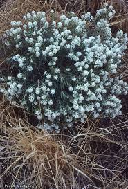 Attēlu rezultāti vaicājumam “Diderma montanum var. album stalked”