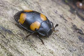 Attēlu rezultāti vaicājumam “Dacne bipustulata”