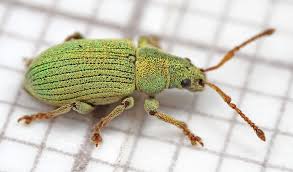 Attēlu rezultāti vaicājumam “Phyllobius”