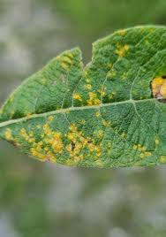 Attēlu rezultāti vaicājumam “Melampsora magnusiana”