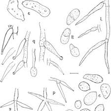Attēlu rezultāti vaicājumam “Ophiostoma polyporicola”