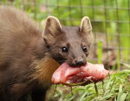 Attēlu rezultāti vaicājumam “Martes martes”