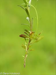 Attēlu rezultāti vaicājumam “Polygala comosa leaf”
