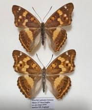 Attēlu rezultāti vaicājumam “Apatura ilia male”