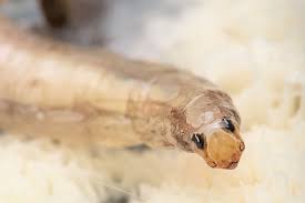 Attēlu rezultāti vaicājumam “Capsus ater imago”