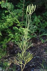 Attēlu rezultāti vaicājumam “Diphasiastrum tristachyum”