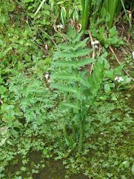 Attēlu rezultāti vaicājumam “Sium latifolium”