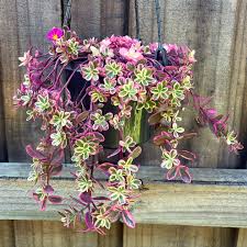 Attēlu rezultāti vaicājumam “Phedimus spurius flower”