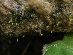 Attēlu rezultāti vaicājumam “Seligeria donniana sporophyte”