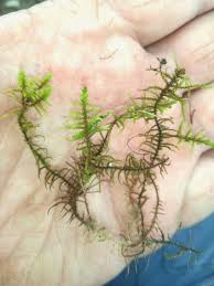 Attēlu rezultāti vaicājumam “Abietinella abietina”