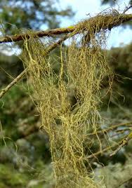 Attēlu rezultāti vaicājumam “Bryoria capillaris”