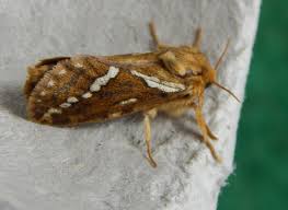 Attēlu rezultāti vaicājumam “Hepialus lupulinus”