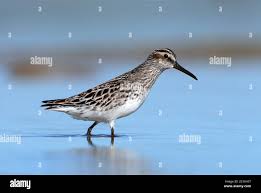 Attēlu rezultāti vaicājumam “Calidris falcinellus adult”