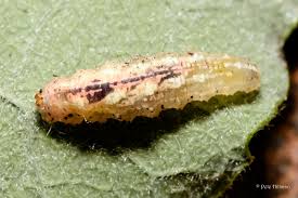 Attēlu rezultāti vaicājumam “Syrphus sp. larva”