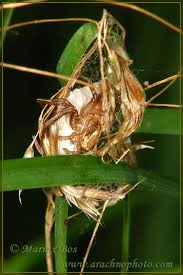 Attēlu rezultāti vaicājumam “Xysticus ulmi adult”