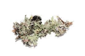 Attēlu rezultāti vaicājumam “Platismatia glauca”