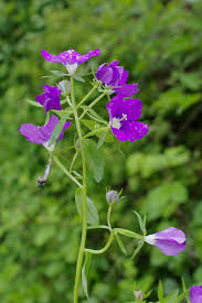 Image result for Legousia speculum-veneris