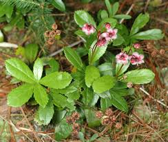 Attēlu rezultāti vaicājumam “Chimaphila umbellata flower”