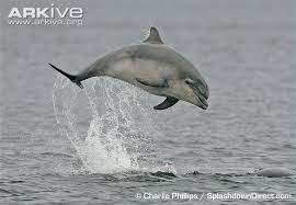 Image result for Tursiops truncatus
