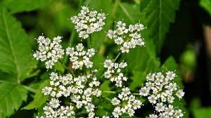 Attēlu rezultāti vaicājumam “Cicuta virosa flower”