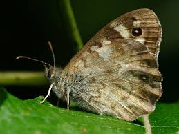 Attēlu rezultāti vaicājumam “Pararge aegeria underside”