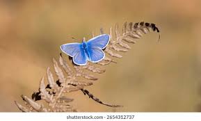 Attēlu rezultāti vaicājumam “Cyaniris semiargus”