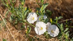 Attēlu rezultāti vaicājumam “Convolvulus arvensis”