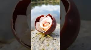 Image result for rosa aquatica