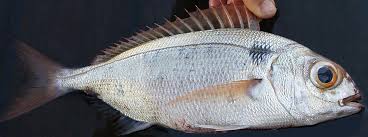 Image result for Pagellus bogaraveo