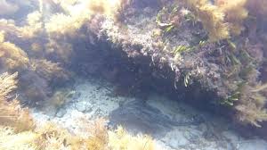 Image result for Bathytoshia brevicaudata